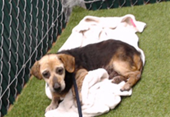Shelter Stray Female Dog last seen , 11258 Garfield Ave, Downey, CA 90242, USA