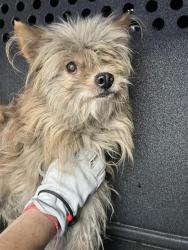 Shelter Stray Male Dog last seen Near BLK WALNUT AVE. LONG BEACH CA 90813, 7700 E Spring St, Long Beach, CA 90815, USA