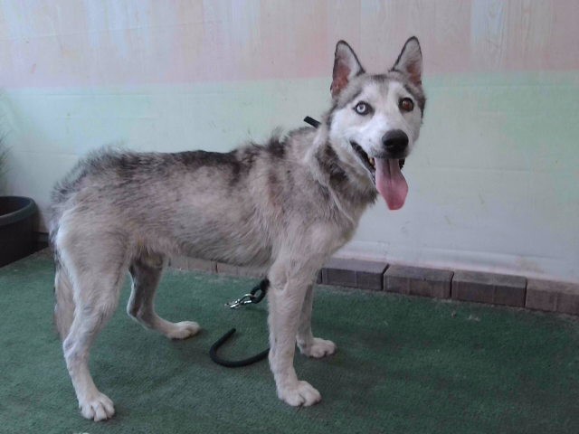 Shelter Stray Male Dog last seen , 4275 Elton St, Baldwin Park, CA 91706, USA