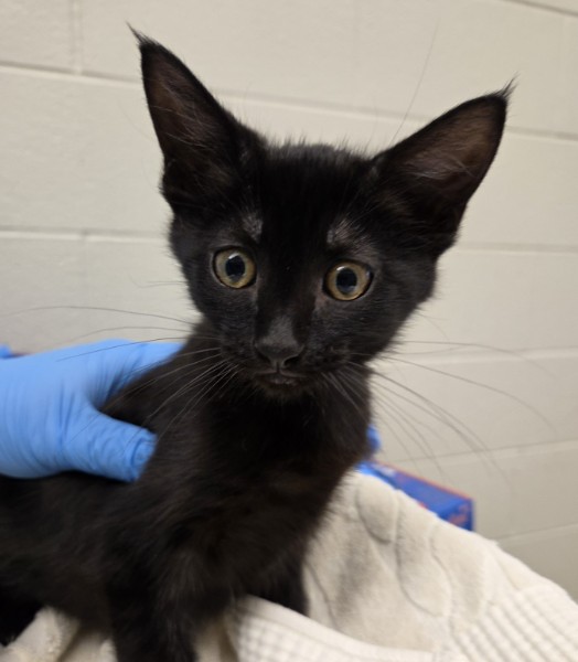 Shelter Stray Female Cat last seen Near BLOCK E 104TH PL, 12155 Park Blvd, Brighton, CO 80601, USA