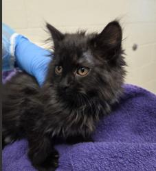 Shelter Stray Female Cat last seen Near BLOCK E 104TH PL, 12155 Park Blvd, Brighton, CO 80601, USA