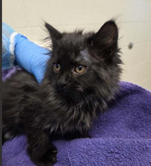 Shelter Stray Female Cat last seen Near BLOCK E 104TH PL, 12155 Park Blvd, Brighton, CO 80601, USA