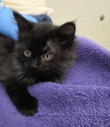 Shelter Stray Male Cat last seen Near BLOCK E 104TH PL, 12155 Park Blvd, Brighton, CO 80601, USA