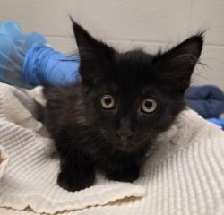 Shelter Stray Male Cat last seen Near BLOCK E 104TH PL, 12155 Park Blvd, Brighton, CO 80601, USA