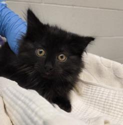 Shelter Stray Female Cat last seen Near BLOCK E 104TH PL, 12155 Park Blvd, Brighton, CO 80601, USA