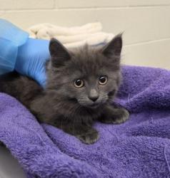 Shelter Stray Female Cat last seen Near BLOCK E 104TH PL, 12155 Park Blvd, Brighton, CO 80601, USA