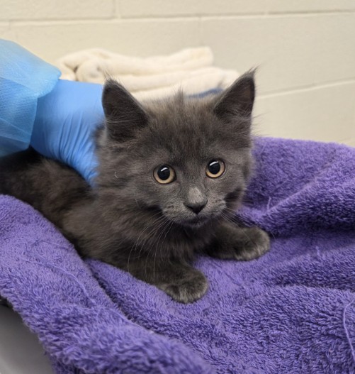 Shelter Stray Female Cat last seen Near BLOCK E 104TH PL, 12155 Park Blvd, Brighton, CO 80601, USA