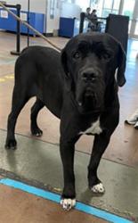 Shelter Stray Female Dog last seen , 14409 Vanowen St, Van Nuys, CA 91405, USA