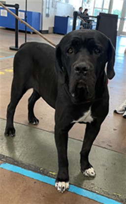 Shelter Stray Female Dog last seen , 14409 Vanowen St, Van Nuys, CA 91405, USA