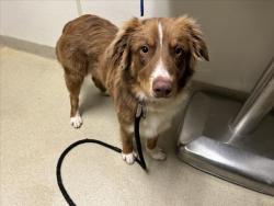 Shelter Stray Male Dog last seen ORANGE GROVE RD HILLSBOROUGH, NC, 1601 Eubanks Rd, Chapel Hill, NC 27516, USA