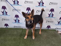 Shelter Stray Male Dog last seen , 2769 Conroy Rd, Orlando, FL 32839, USA