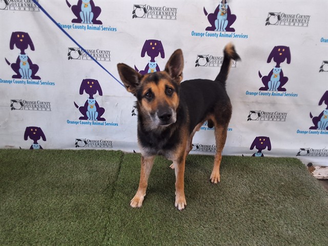 Shelter Stray Male Dog last seen , 2769 Conroy Rd, Orlando, FL 32839, USA