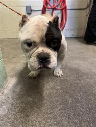 Shelter Stray Male Dog last seen FREEPORT BLVD & FLORIN RD, 2127 Front St, Sacramento, CA 95818, USA