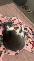 Lost Female Cat last seen Near W Redd Rd , El Paso, TX 79932