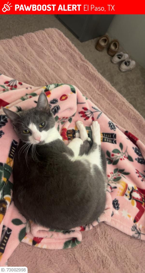 Lost Female Cat last seen Near W Redd Rd , El Paso, TX 79932