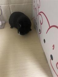 Shelter Stray Unknown Other last seen STOCKTON BLVD & 4TH AVE, 2127 Front St, Sacramento, CA 95818, USA
