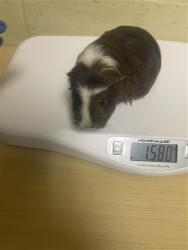 Shelter Stray Unknown Other last seen STOCKTON BLVD & 4TH AVE, 2127 Front St, Sacramento, CA 95818, USA
