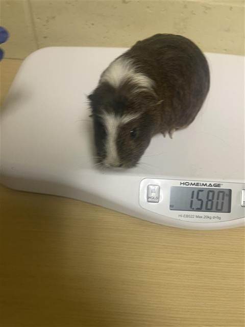 Shelter Stray Unknown Other last seen STOCKTON BLVD & 4TH AVE, 2127 Front St, Sacramento, CA 95818, USA