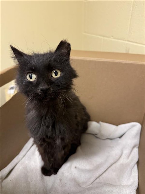 Shelter Stray Male Cat last seen 47TH AVE & HERMOSA ST, 2127 Front St, Sacramento, CA 95818, USA