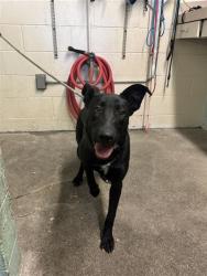 Shelter Stray Female Dog last seen 47TH AVE & 25TH ST, 2127 Front St, Sacramento, CA 95818, USA