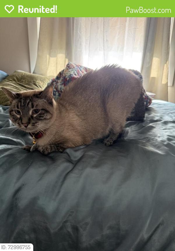 Reunited Female Cat last seen Near Dacha Dr, Billings, MT 59106, USA, Billings, MT 59106