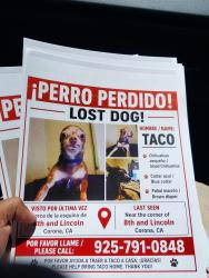 Lost Male Dog last seen 8st an Lincoln st , Corona, CA 92882