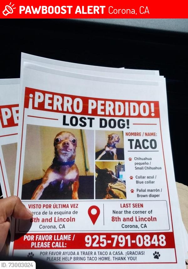 Lost Male Dog last seen 8st an Lincoln st , Corona, CA 92882