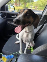 Found/Stray Female Dog last seen Simmons Trace s, Spartanburg County, SC 29369
