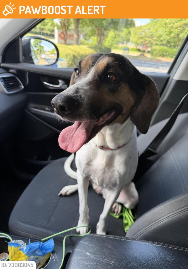 Found/Stray Female Dog last seen Simmons Trace s, Spartanburg County, SC 29369