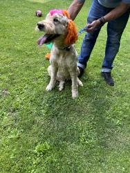 Reunited Female Dog last seen Lake Shawnee, Jefferson, NJ 07438