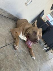Reunited Unknown Dog last seen Near Amelia park, Hialeah, FL 33013