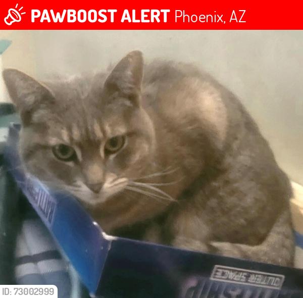 Lost Female Cat last seen W Glendale Ave & 21st Ave , Phoenix, AZ 85021