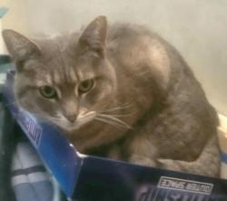 Lost Female Cat last seen W Glendale Ave & 21st Ave , Phoenix, AZ 85021