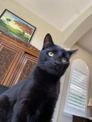 Lost Male Cat last seen Near nw 120 dr. The Falls in Heron Bay, Coral Springs, FL 33076