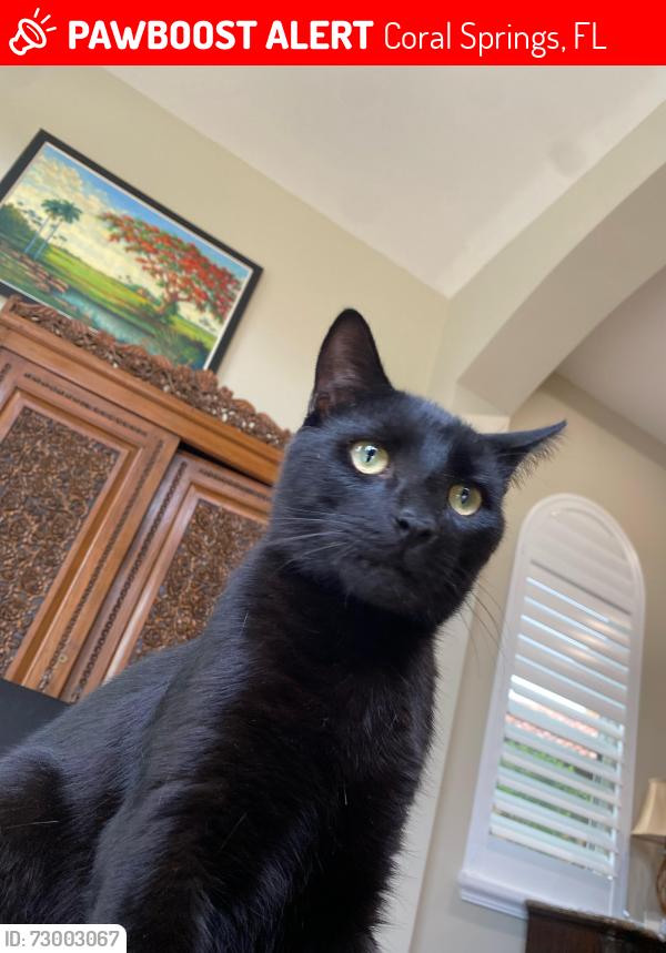 Lost Male Cat last seen Near nw 120 dr. The Falls in Heron Bay, Coral Springs, FL 33076