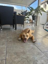 Reunited Unknown Dog last seen Near park Amelia , Hialeah, FL 33013
