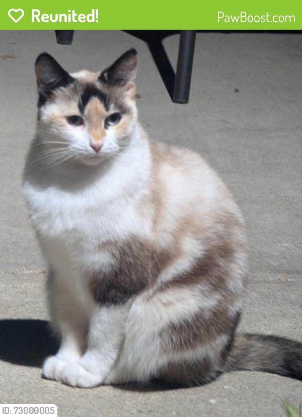 Reunited Female Cat last seen Maricopa and Madrid, Old Torrance , Torrance, CA 90501