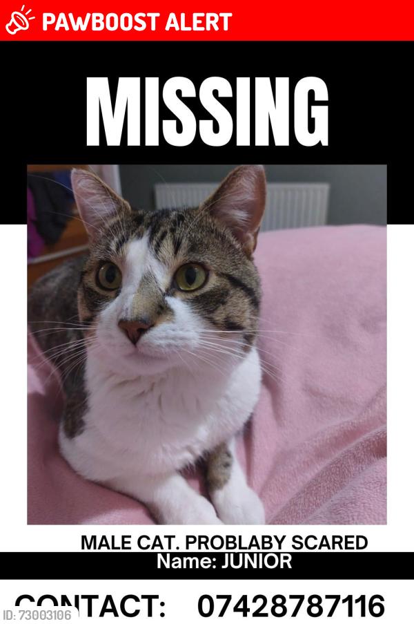 Lost Male Cat last seen Embledon Street L8 0UT , Merseyside, England L8 0UT