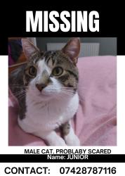 Lost Male Cat last seen Embledon Street L8 0UT , Merseyside, England L8 0UT