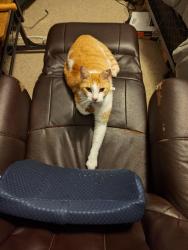 Lost Male Cat last seen Airport and Cody, between the Ford dealership and an antiques shop, Mobile, AL 36695