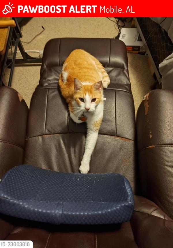 Lost Male Cat last seen Airport and Cody, between the Ford dealership and an antiques shop, Mobile, AL 36695