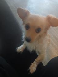 Lost Male Dog last seen Near N Commerce St, North Las Vegas, NV 89032, North Las Vegas, NV 89032