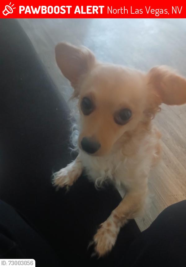 Lost Male Dog last seen Near N Commerce St, North Las Vegas, NV 89032, North Las Vegas, NV 89032