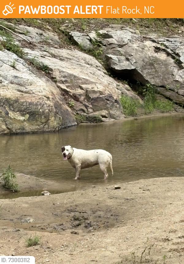 Found/Stray Unknown Dog last seen Gallimore Road, Flat Rock, NC 28731