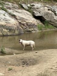 Found/Stray Unknown Dog last seen Gallimore Road, Flat Rock, NC 28731