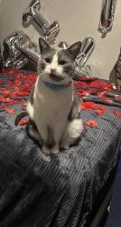 Reunited Female Cat last seen Near Barker Cypress Rd, Houston, TX 77084, USA, Houston, TX 77084