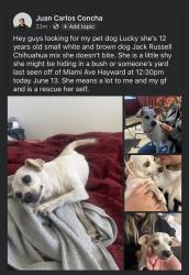 Lost Female Dog last seen Park , Hayward, CA 94545