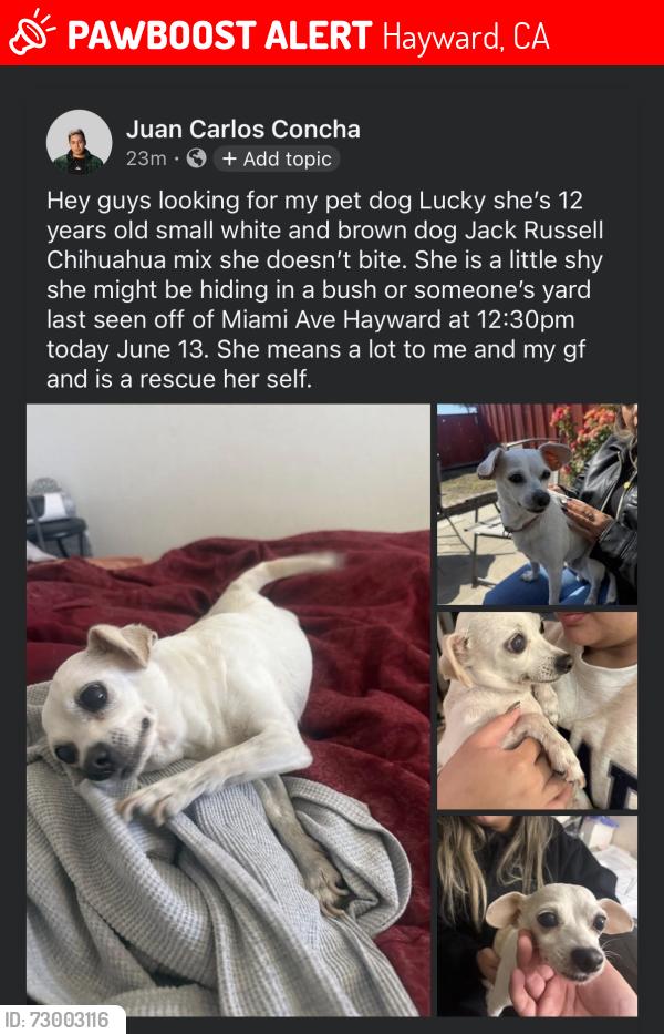 Lost Female Dog last seen Park , Hayward, CA 94545