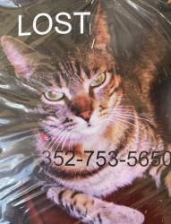 Lost Male Cat last seen Links Court & Foxbridge Terrace, The Villages, FL 32162