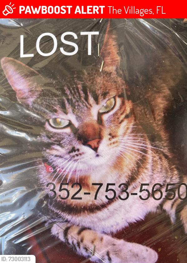 Lost Male Cat last seen Links Court & Foxbridge Terrace, The Villages, FL 32162